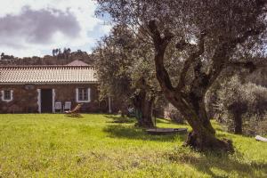 a group of trees in a field next to a house at Vale do Espinheiro in Espinheiro
