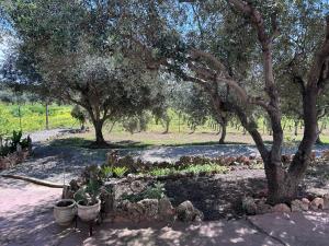 a garden with potted plants and a tree at casa Sa Breca in Tertenìa