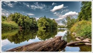 a river with trees and a log in the water at Juttis Bude in Löhnberg