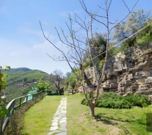 a tree on a path next to a stone wall at Fattorialmare Rossa in Camogli +7 photos