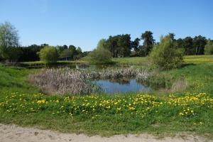 a pond in a field with yellow flowers at Ferienbauernhof - Ferienwohnung 6 in Grünow