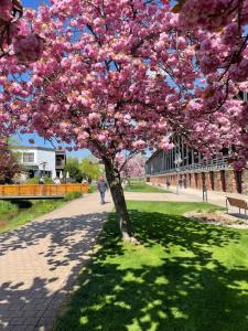 a tree with pink flowers on a sidewalk at Auszeit in Bad Dürkheim
