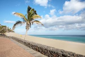 a palm tree on a beach near the ocean at Brisa marina in Morro del Jable
