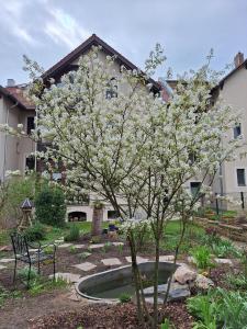 a tree with white flowers in front of a building at Zillestuben Altenburg in Altenburg