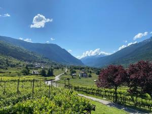 a vineyard in a valley with mountains in the background at Maison Maribel in Pré-Saint-Didier