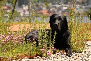 a black dog laying on a pile of rocks at Grimm's Lodge in Lörrach +21 photos
