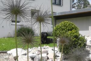 a black dog laying in the grass next to a building at Grimm's Lodge in Lörrach