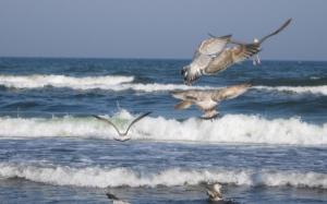 a group of birds flying over the ocean at Ferienhaus Seebär in Baabe +5 photos