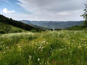 a field of flowers with mountains in the background at Klausenhof Schonach in Obertal