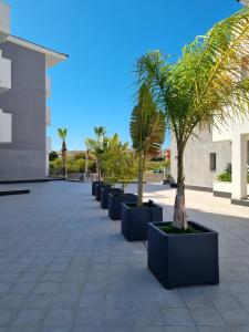 a row of palm trees in a courtyard at Great apartment with pool - jacuzi in Villacosta
