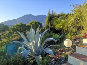 a plant in a garden with mountains in the background at Roca Caravan in Estepona