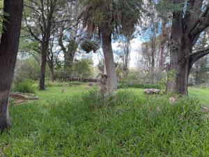 a group of trees in a field with grass at Venterspoort Farmhouse in Philipstown