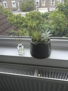 two potted plants sitting on a window sill at 1 Bed Flat in Weston-super-Mare