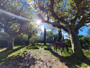 a horse standing in a field under a tree at Gîte du Poney Fringant in Saint-Paul-Trois-Châteaux +6 photos