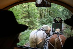 two horses pulling a carriage in the woods at Ferienwohnung Nationalparkblick in Altenlotheim