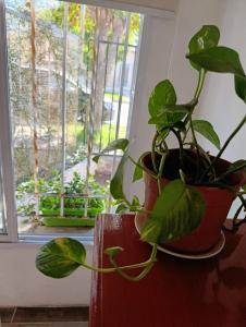 a plant in a red pot sitting on a window sill at La soñada 1 in Villa Mercedes