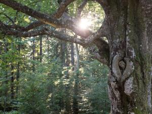 a tree with the sun shining through the branches at Haus Kandelblick in Furtwangen