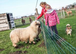 two girls are petting a sheep in a field at Ferienwohnung auf Ferienhof Janssen in Wangerland