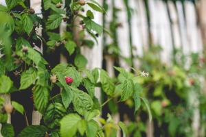 a raspberry on a tree with green leaves at Ferienhof Mrowka in Reutin +55 photos