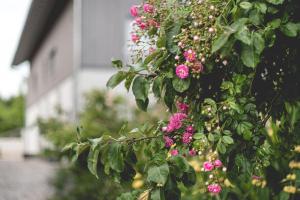a bunch of pink flowers hanging from a building at Ferienhof Mrowka in Reutin