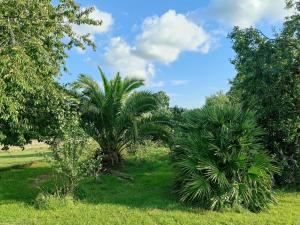 a group of palm trees in a field at Longère de charme in Kervignac