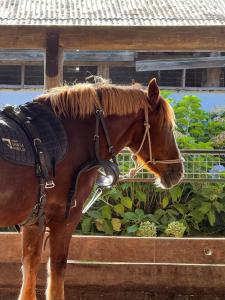 a brown horse standing next to a fence at Hotel Gran Wolf - Haras Santa Amelia in Negrete