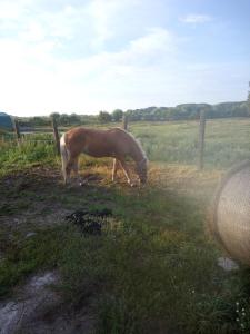 un cavallo marrone che pascola in un campo d'erba di Beier a Neustrelitz Altre 2 foto