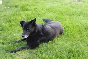 a black dog laying in a field of grass at Ferienwohnung Möhneblick in Möhnesee +29 photos