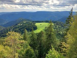 a green field in the middle of a forest at Ferienwohnung Das Nest in Schiltach +15 photos