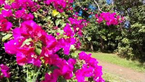 a bunch of pink flowers on a bush at Mai 'Uta Experience in Hanga Roa
