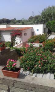 a group of flowers in pots in front of a house at Villetta Mare Ventotene in Ventotene