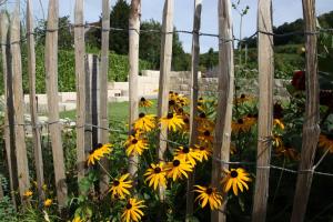 a fence with yellow flowers growing next to it at Weingut Landerer in Vogtsburg