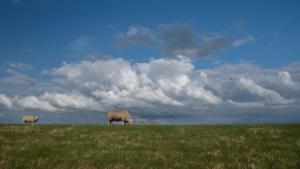 two sheep grazing in a grassy field under a cloudy sky at Ferienwohnung Schmidt in Krummhörn +3 photos
