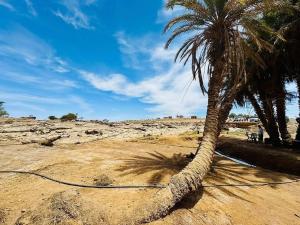 a palm tree with a hose on a beach at Dunes Activity Camp in Mhamid