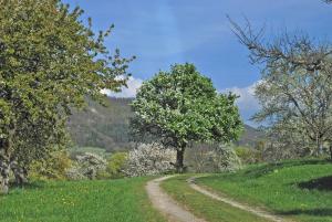 a dirt road in the middle of a field with trees at Ferienwohnungen beim Imker in Mössingen