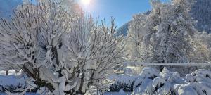 a group of trees covered in snow at Haus am Kurgarten - Seeberg in Bayrischzell +6 photos
