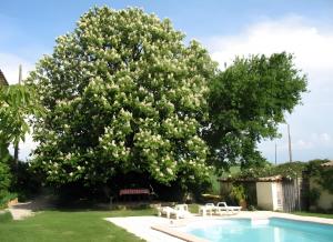 a large tree with white flowers next to a swimming pool at Appartement 2 in Sauzet +25 photos