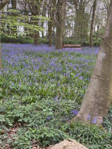 a field of blue flowers in the woods at Squirrel View Cottage B&B in Buckenham