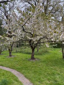 a tree with white flowers on it in a field at Squirrel View Cottage B&B in Buckenham +5 photos
