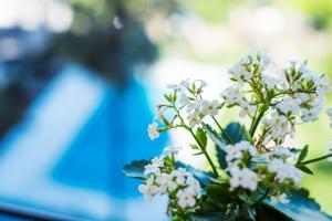 a bouquet of white flowers in a blue vase at Ferienhaus Pahnke in Bergen auf Rügen