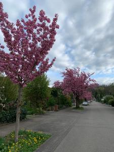 zwei Bäume mit rosa Blüten an einer Straße in der Unterkunft Seewest in Singen + 19 Fotos