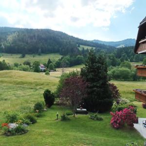 a view of a field with a tree in the grass at Aufblühen in Menzenschwand in St. Blasien