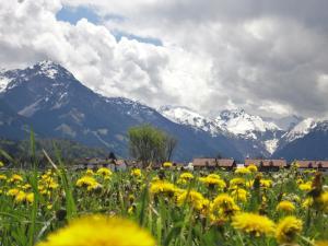 a field of yellow flowers with mountains in the background at Ferienwohnung Caprano in Sonthofen