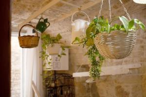 a bunch of plants in baskets hanging from a wall at La Cantina in Giovinazzo +18 photos