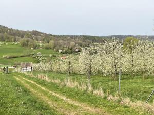 a field with white trees and a dirt road at Wohlfühloase Ermreuth in Neunkirchen am Brand