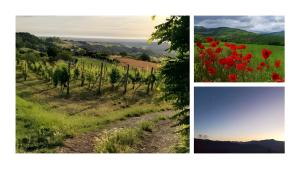 a collage of photos of a field with red flowers at La Colombara di Castione in Casone
