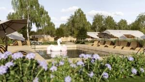 two swans in a pond with chairs and umbrellas at Eco Camping in Spytkowice +10 photos