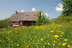a field of yellow flowers in front of a house at le gite à Géo in Thoiry