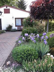a garden with purple flowers in front of a house at Ferienwohnung 'unter Der Linde' in Neuenkirchen