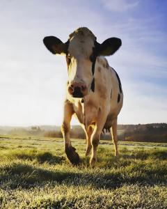 a cow running in a field of grass at Klein aber Fein in Gottmadingen +9 photos